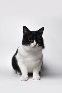 Portrait of cat sitting on floor against white background