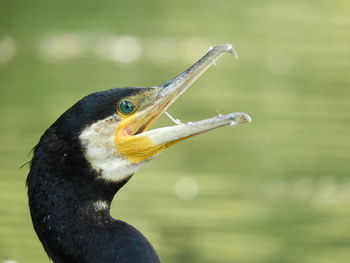 Close-up of a bird looking away