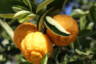 Close-up of oranges growing outdoors