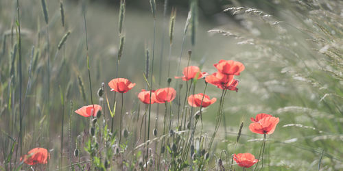 Close-up of red poppy flowers in field