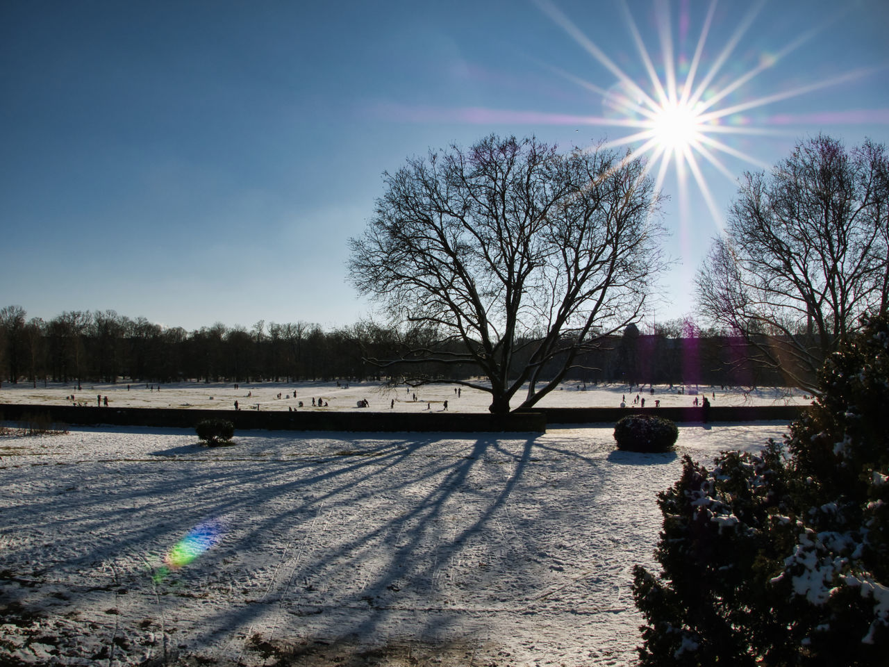 TREES ON SNOW COVERED FIELD AGAINST SKY DURING WINTER