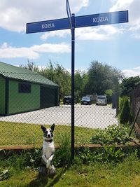 Dog against sky