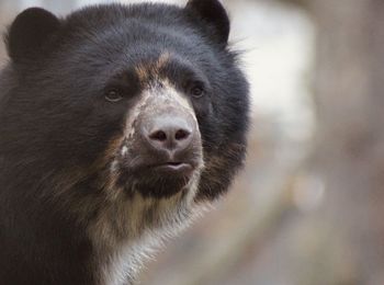 Close-up of a bear