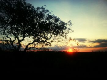 Silhouette of trees at sunset