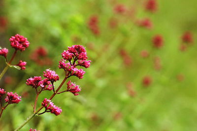 Close-up of flowers