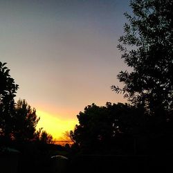 Silhouette of trees at sunset