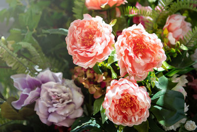 Close-up of pink roses