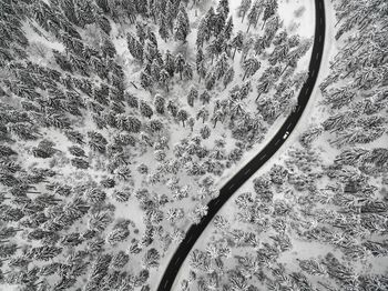 High angle view of tree on field