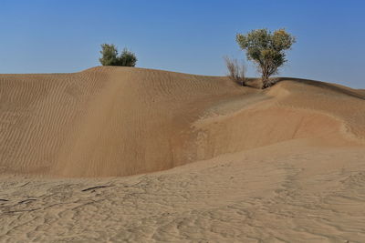 0282 several isolate desert poplar-populus euphratica trees in the taklamakan desert. xinjiang-china