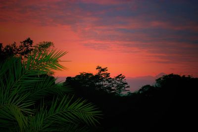 Close-up of silhouette palm trees against sky at sunset