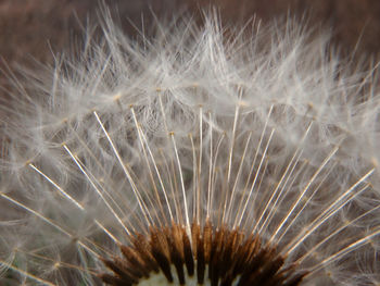 Close-up of dandelion