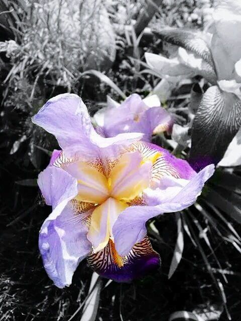 flower, purple, petal, fragility, flower head, close-up, beauty in nature, freshness, nature, focus on foreground, growth, blooming, plant, natural pattern, pollen, high angle view, no people, single flower, day, outdoors