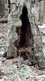 Close-up of tree trunk