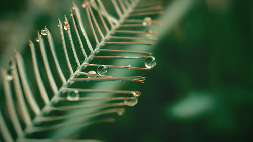 Close-up of wet leaves