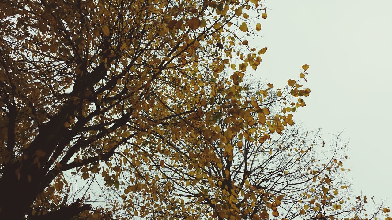 tree, low angle view, branch, growth, clear sky, nature, beauty in nature, tranquility, sky, autumn, silhouette, bare tree, scenics, outdoors, no people, high section, change, tree trunk, tranquil scene, day