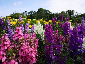 Close-up of fresh purple flowers in field against sky