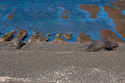 High angle view of birds on beach