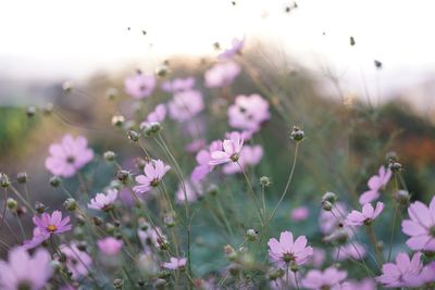 Close-up of purple flowers growing in field