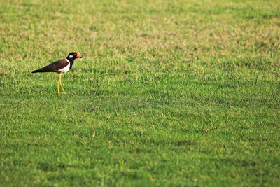 Side view of a bird walking on grass