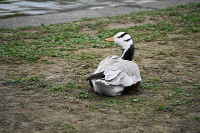 View of a bird on the ground