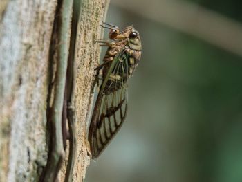 Close-up of insect