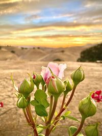 Close-up of pink flowering plant against sky