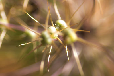 Close-up of flower