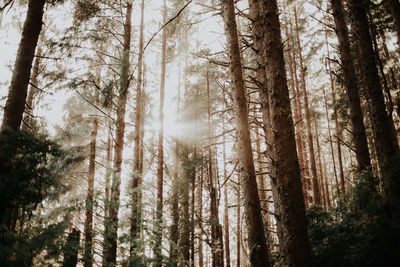 Low angle view of trees in forest