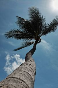 Low angle view of palm tree against sky