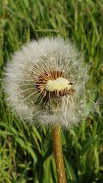 Close-up of dandelion on field