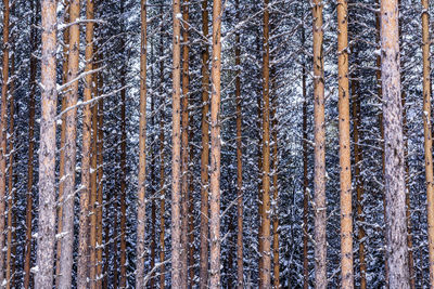 Full frame shot of pine trees in forest during winter