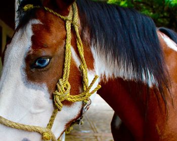 Close-up of horse