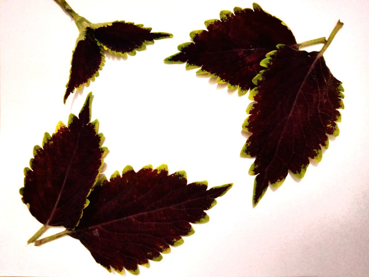 leaf, plant part, tree, nature, branch, plant, maple leaf, no people, autumn, flower, beauty in nature, close-up, maple, studio shot, outdoors, leaf vein