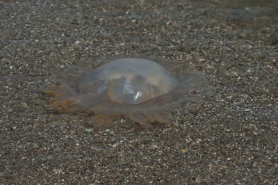 Close-up of shell on beach