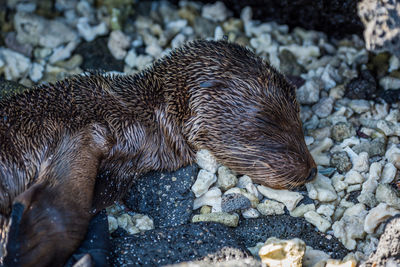 Close-up of seal sleeping at beach