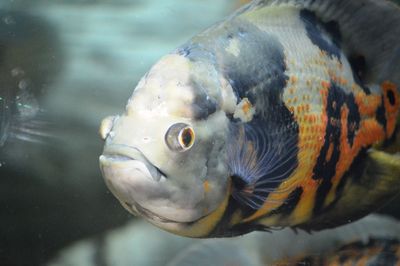 Close-up of fish swimming in aquarium