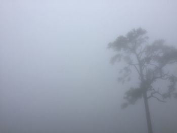 Low angle view of tree against sky