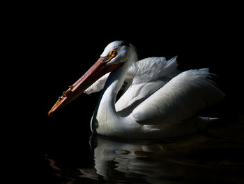 White pelican in lake