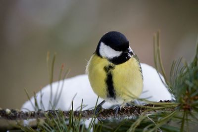 Close-up of bird perching on plant