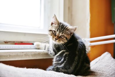 Portrait of cute kitten by window at home