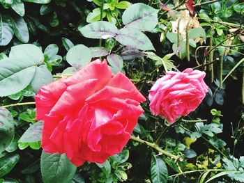 Close-up of pink rose blooming outdoors