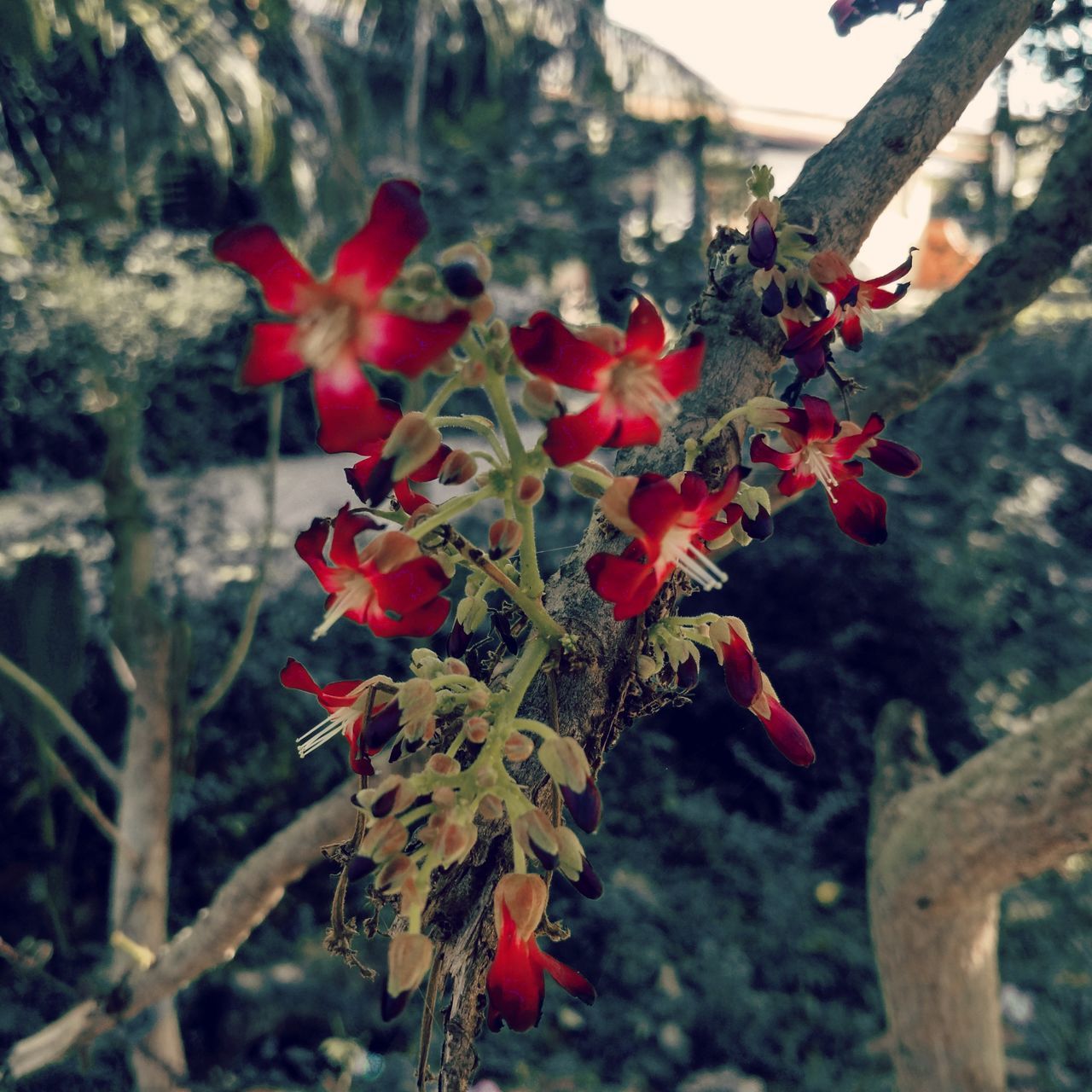flower, growth, freshness, red, focus on foreground, fragility, beauty in nature, petal, close-up, nature, plant, flower head, blooming, tree, in bloom, blossom, botany, leaf, branch, day