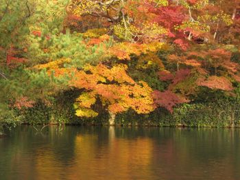 Trees reflecting in water