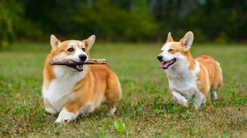 View of dogs on grassy field