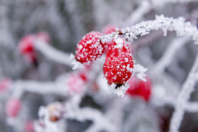 Close-up of frozen berries on plant during winter
