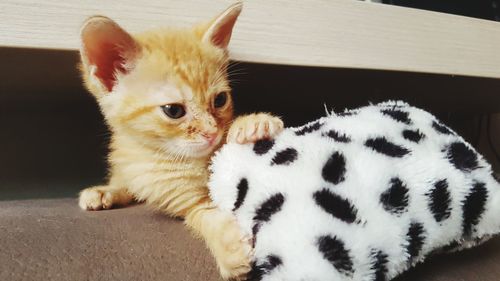 Close-up portrait of a cat