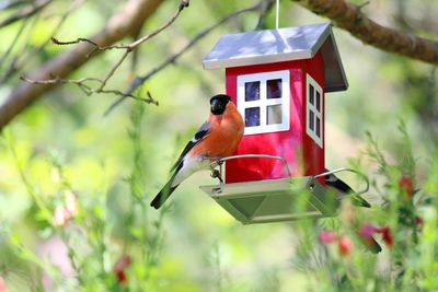 Bird perching on red feeder