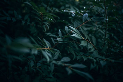 Close-up of plants growing on land