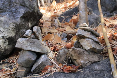High angle view of dry leaves on rock