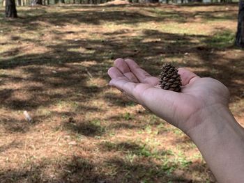 Cropped hand of person holding pine cone